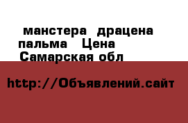 манстера, драцена, пальма › Цена ­ 5 000 - Самарская обл.  »    